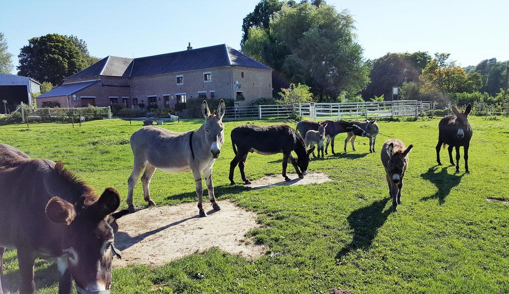 Bed and Breakfast Les Mout'Anes Saint-Hilaire-sur-Helpe Esterno foto