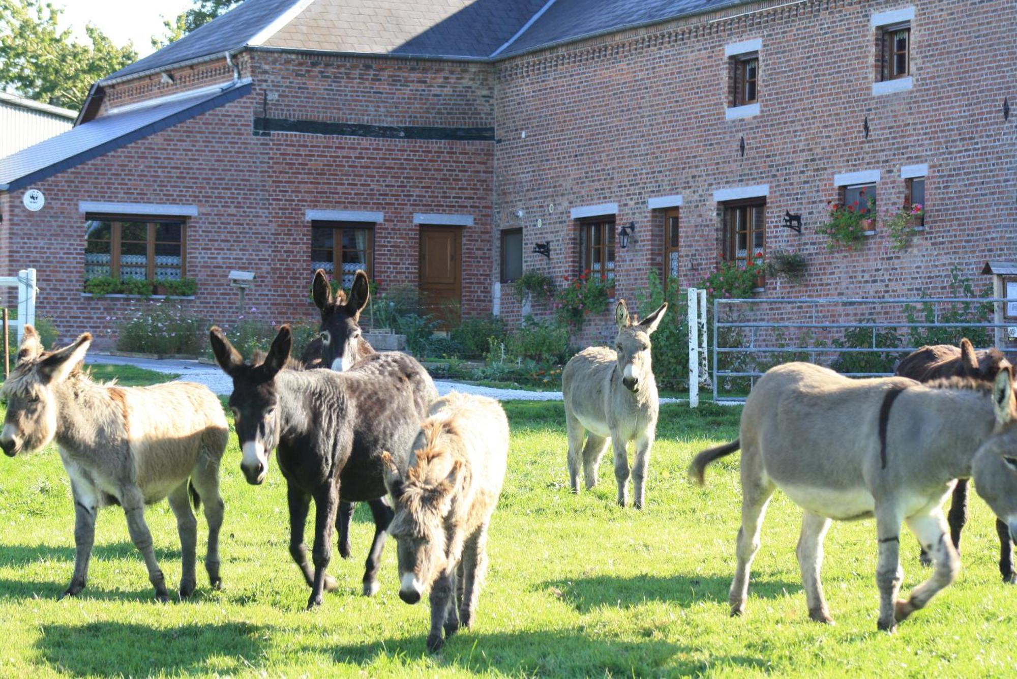 Bed and Breakfast Les Mout'Anes Saint-Hilaire-sur-Helpe Esterno foto