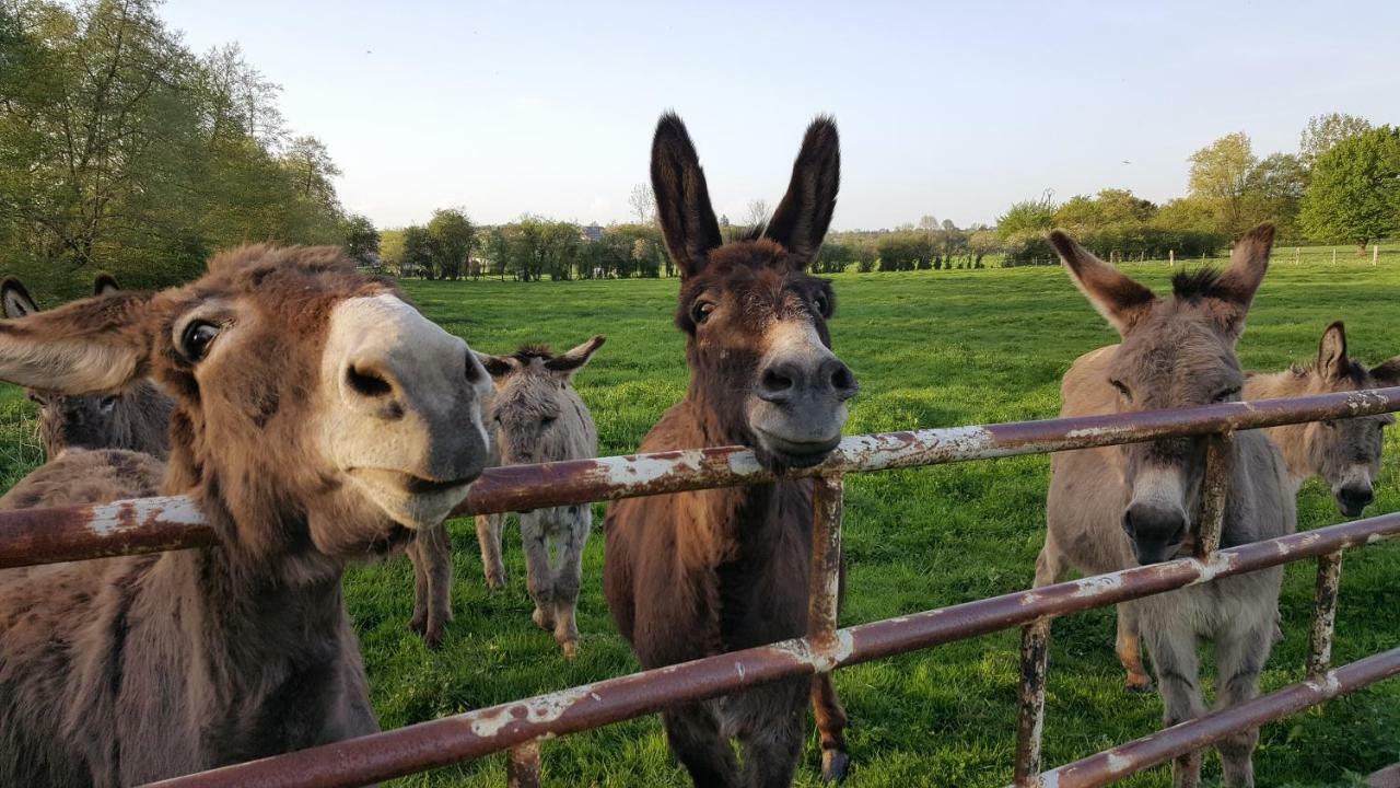 Bed and Breakfast Les Mout'Anes Saint-Hilaire-sur-Helpe Esterno foto